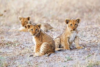 Savute Safari Lodge: Löwenbabies