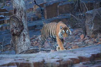 Sawai Vilas: Tiger im Unterholz