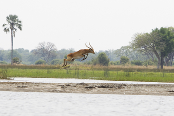 Shinde Footsteps Shinde Footsteps: Rote Moorantilope im Sprung