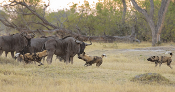 Shinde Footsteps Shinde Footsteps: Wildhundangriff auf Gnus