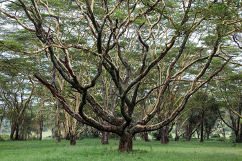Solio Lodge: Uralte Bäume