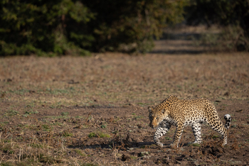 Sungani Lodge Sungani Lodge: Leopard