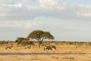 Tau Pan Camp Tau Pan Camp: Oryx vor Akazie