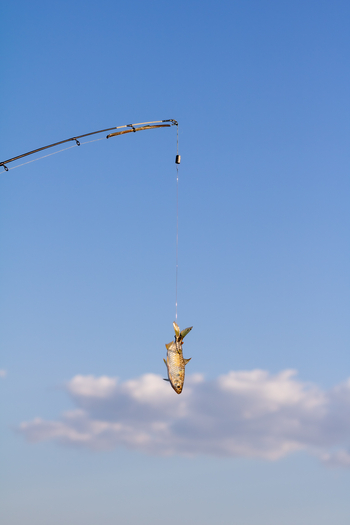 Time + Tide Chongwe Camp: Köderfisch