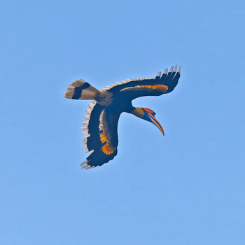 Vanghat: Great Hornbill