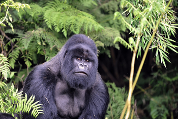 Volcanoes Virunga Lodge: Skeptische Silverback