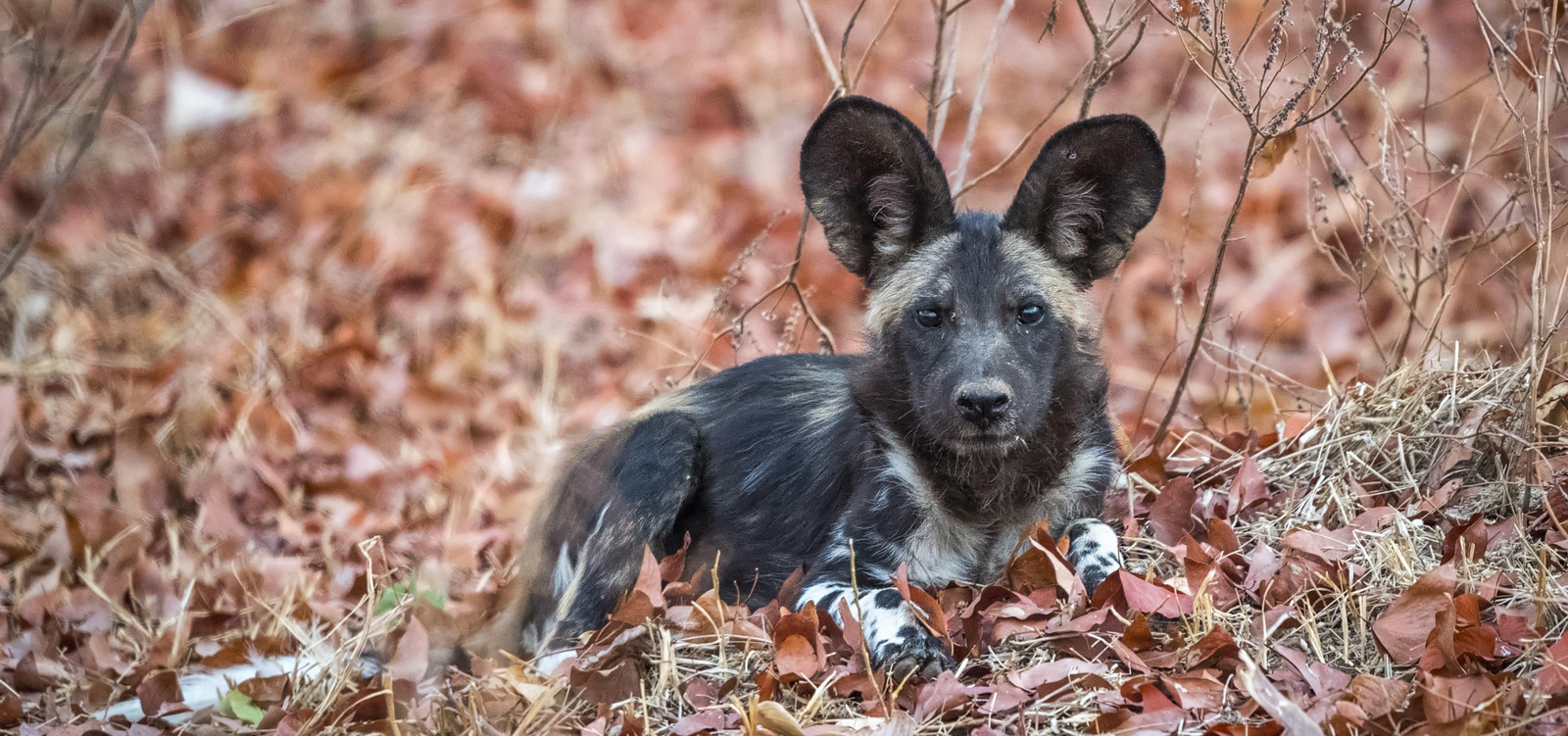 Vundu Camp Vundu Camp: Junger Wildhund