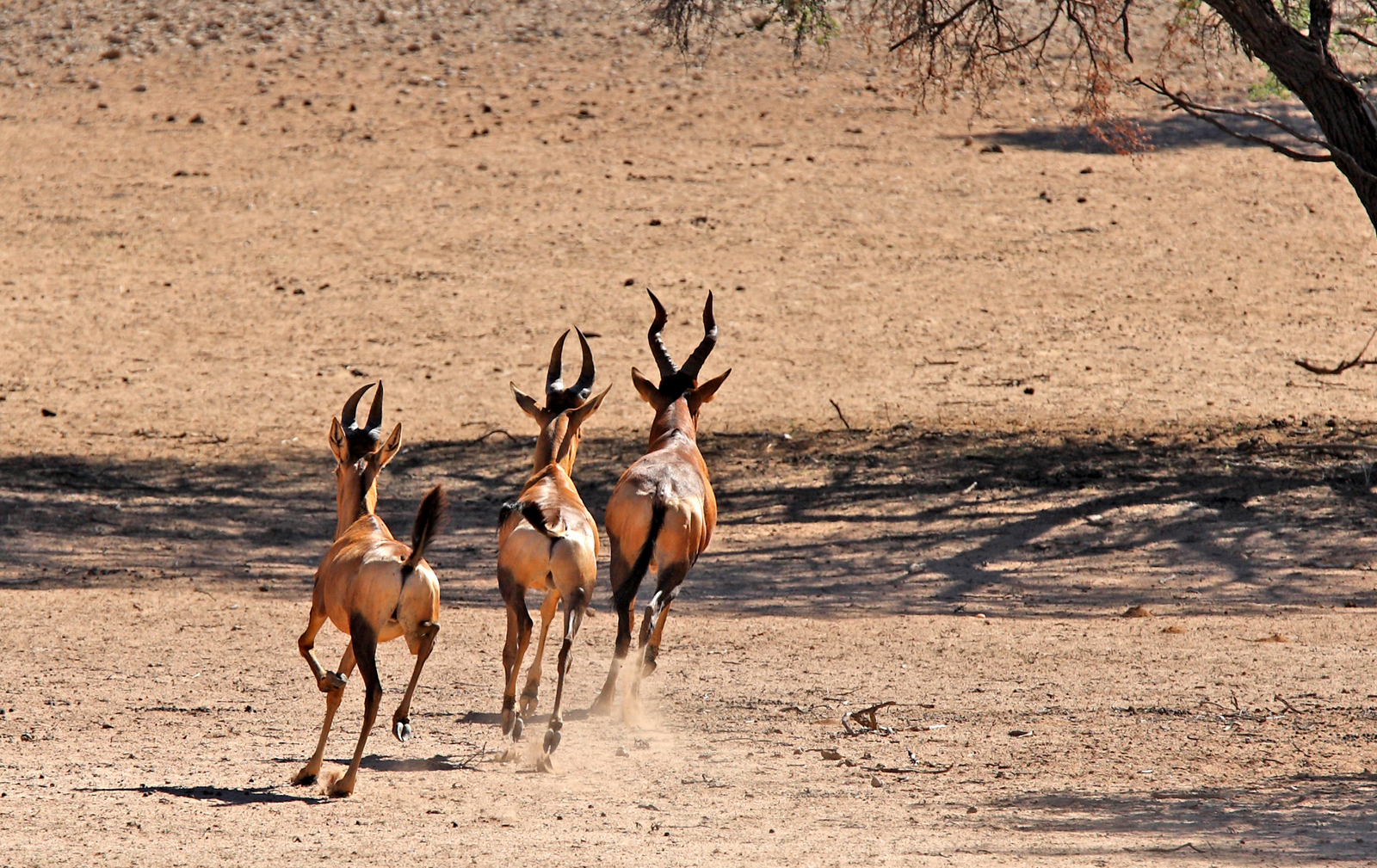 !Xaus Lodge !Xaus Lodge