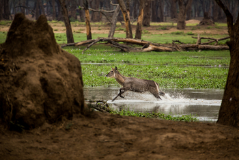 Amanzi Camp: Wasserbock