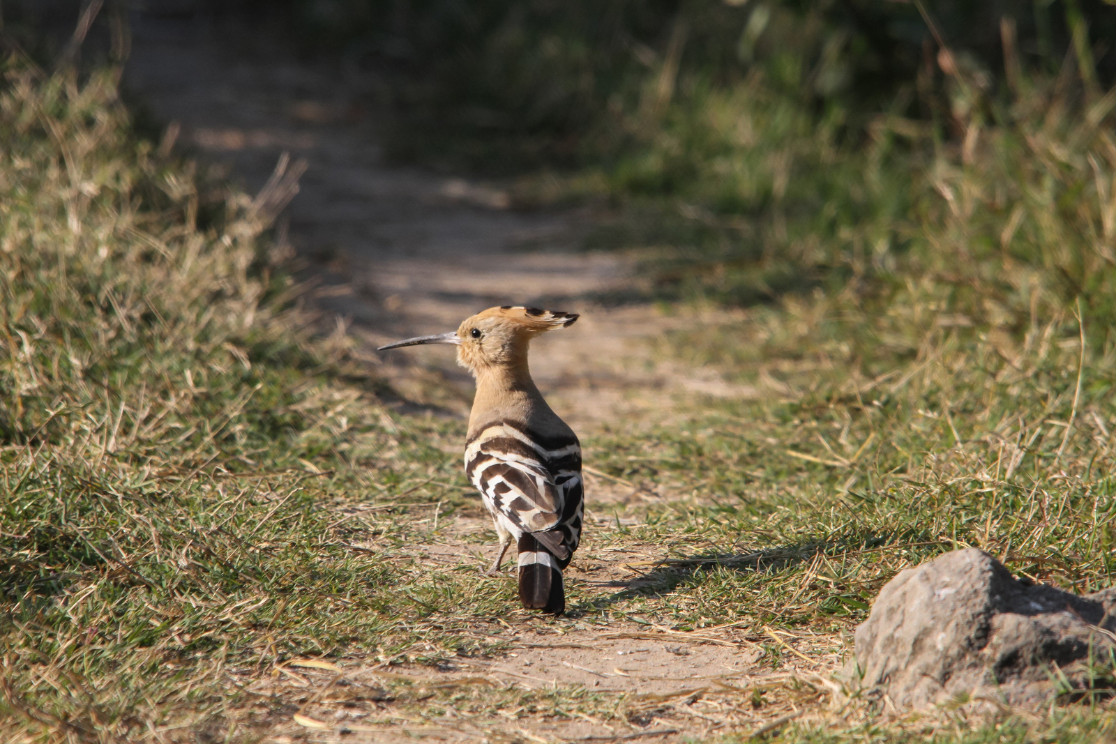 Asiatic Lion Lodge Asiatic Lion Lodge: Wiedehopf