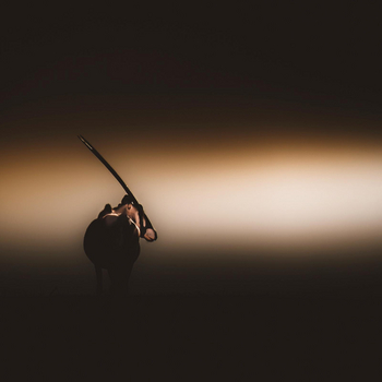 Bagatelle Kalahari Game Ranch: Oryx im Morgengauen