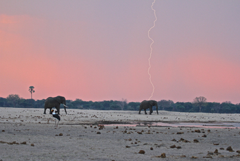Bomani Tented Lodge Bomani Tented Lodge: Blitzeinschlag