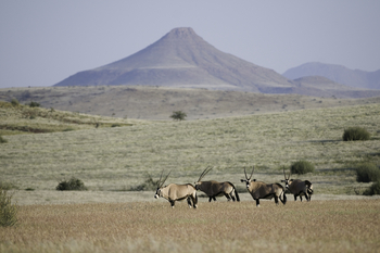 Desert Rhino Camp Desert Rhino Camp: Backdrop