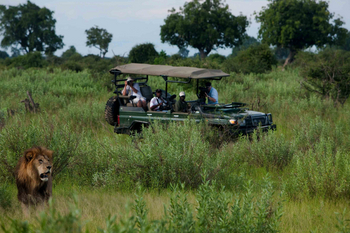 Duba Plains Camp: Löwenmännchen