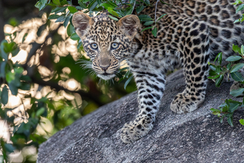 Esirai Camp: Leopardenjungtier