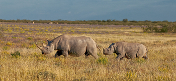 Etosha Heights Game Reserve: Tiere und Landschaft