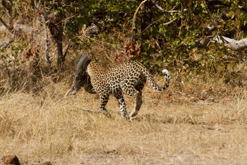 Fothergill Island: Leopard mit Perlhuhn