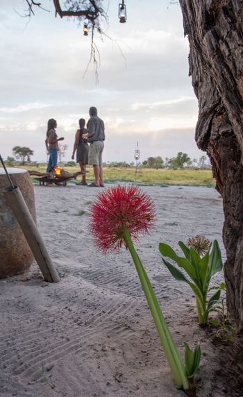 Gomoti Private Camp Gomoti Private Camp: Sandrose