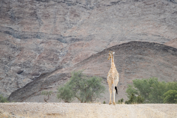 Hoanib Valley Camp Hoanib Valley Camp: Giraffe auf der Piste