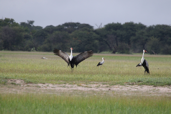 Imvelo Safaris Imvelo Safaris: Klunkerkraniche im Freien
