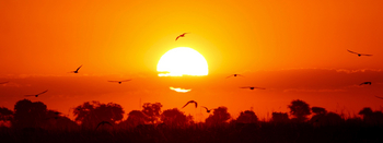 Island Safari Lodge: Vögel vor der Sonne