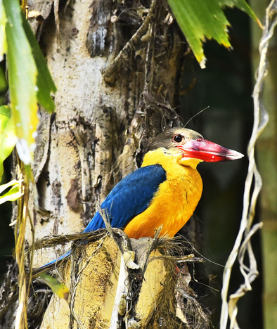 Jamtara Wilderness Camp: Stork-billed kingfisher Jamtara Wilderness Camp: Stork-billed kingfisher