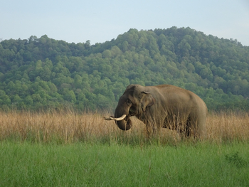 Jim's Jungle Retreat: Elefant im Grasland