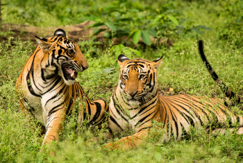 Kaav Safari Lodge: Tigerpaar