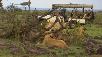 Karen Blixen Camp: Löwenfamilie