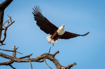 King's Pool Camp King's Pool Camp: Fischadler
