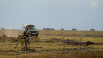 Laba Ngorongoro Crater: Zebras spielen miteinander