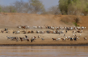 Lale's Camp: Nutzvieh am Omo River