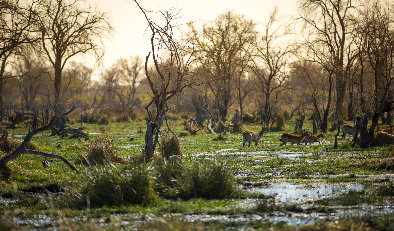 Little Machaba Camp Little Machaba Camp: Rote Moorantilopen