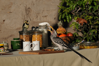 Macatoo Camp: Gelbschnabeltoko