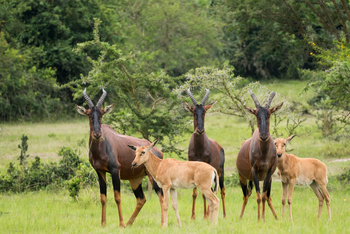 Mihingo Lodge: Topis mit Kälbern
