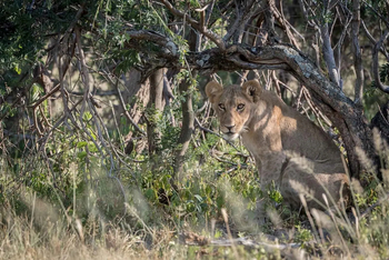 Mogogelo Camp Mogogelo Camp: Löwin