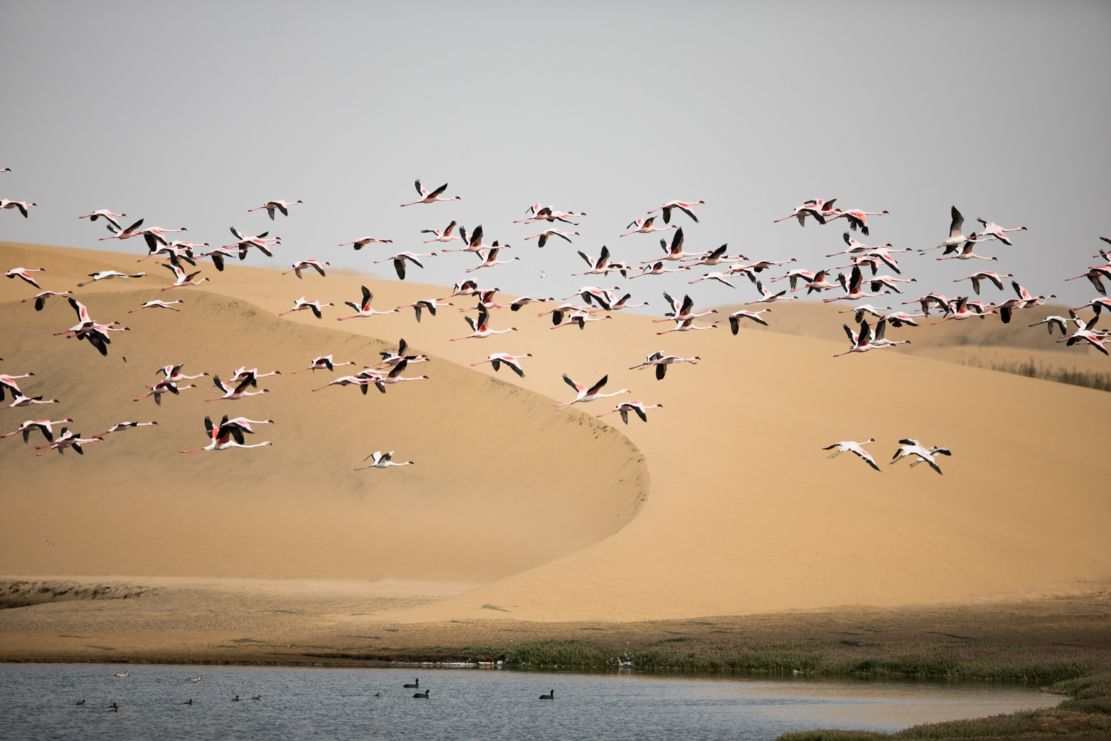 Fancy Fritz B&B Fancy Fritz B&B: Flamingoflug