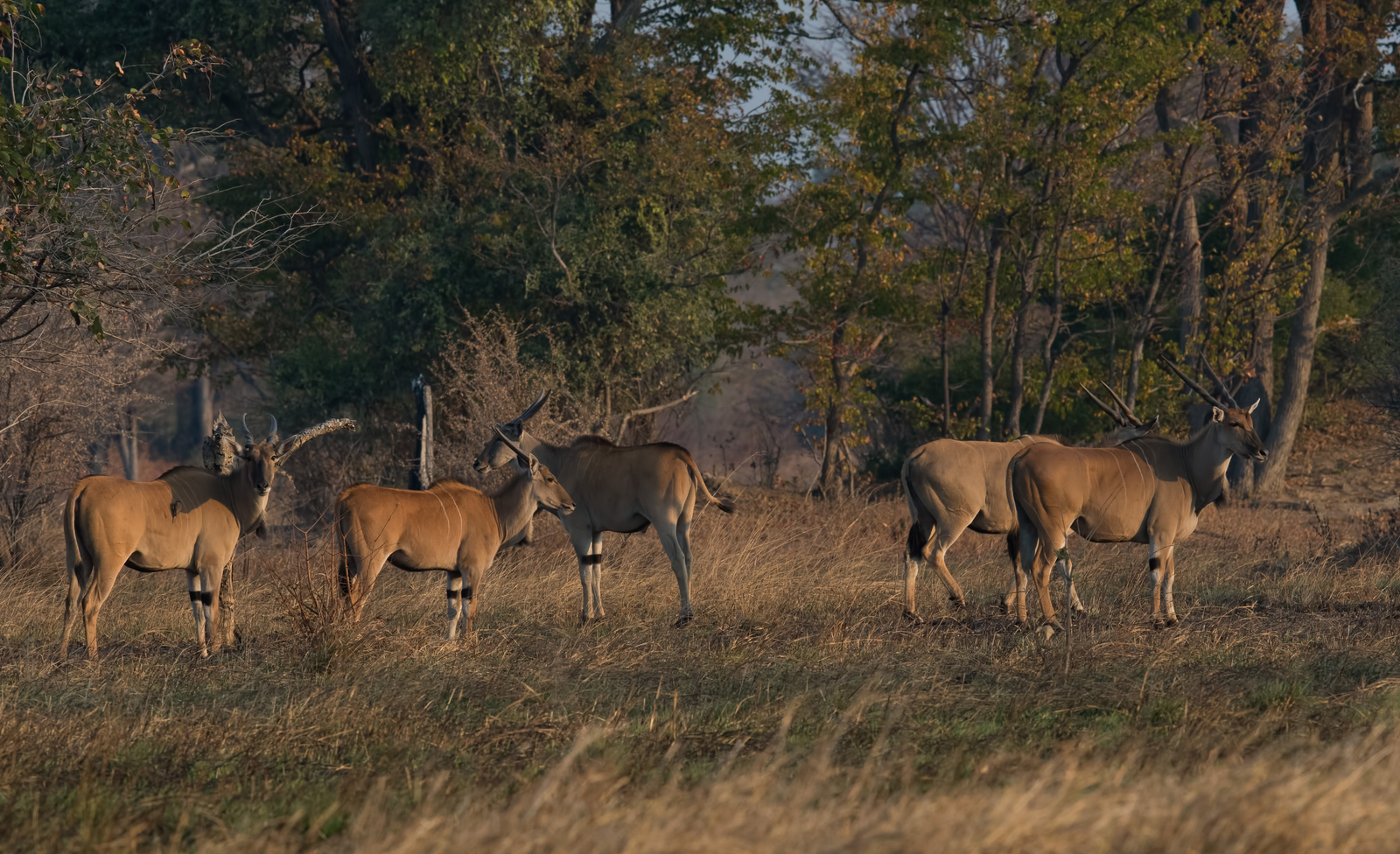 Nanzhila Plains Camp Nanzhila Plains Camp: Eland Antelopes