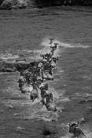 Nimali Mara Camp: Gnuherde bei der Flussüberquerung