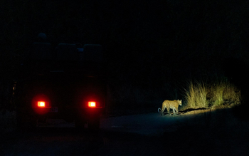 Nkonzi Bush Camp: Leopard bei Nacht