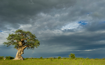 Nxai Pan Camp: Wolken nd Baobab