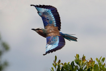 Nyikani Camp Central Serengeti: Lilac Breasted Roller