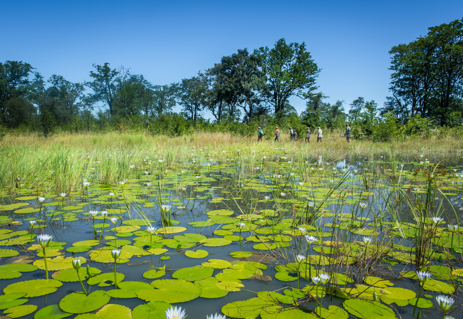 Okavango Explorers Camp Okavango Explorers Camp: Walking Safari