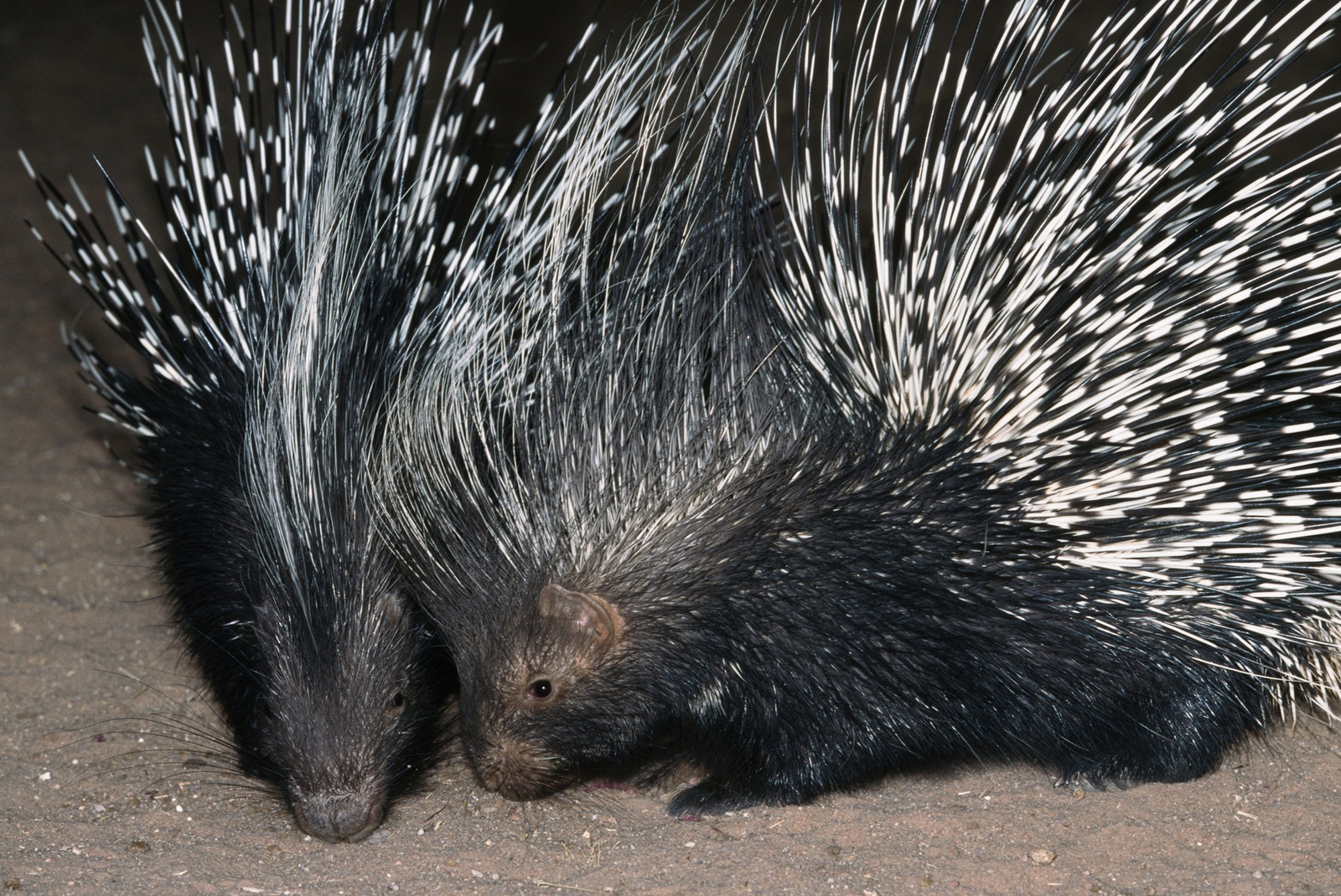 Okonjima Plains Camp Okonjima Plains Camp: Porcupine