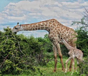 Old Drift Lodge: Giraffe mit Baby