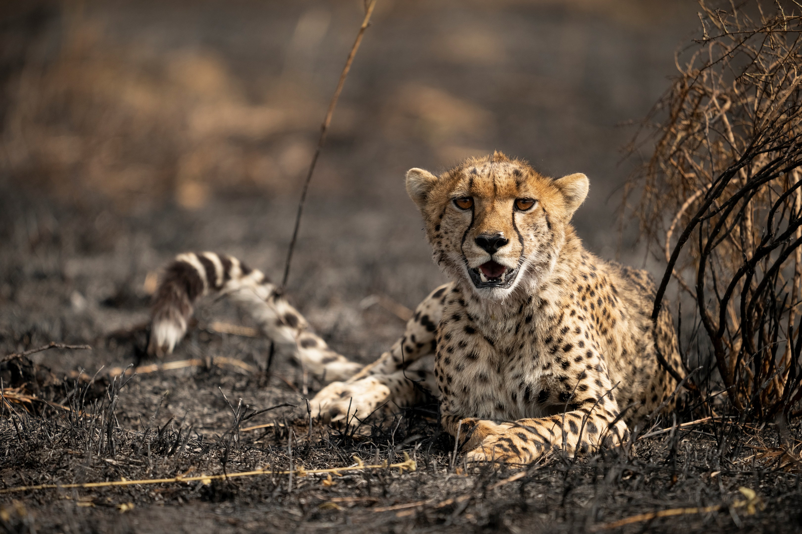 Olmara Camp Olmara Camp: Gepard
