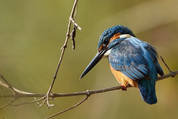 Pench Tree Lodge Pench Tree Lodge: Gemeiner Eisvogel