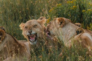 Porini Rhino Camp: Gefletschte Zähne