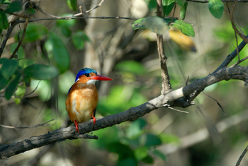 Roho ya Selous Camp: Haubenzwergfischer