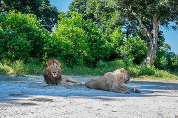 Saguni Safari Lodge Saguni Safari Lodge: Löwenpärchen